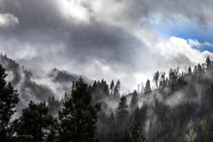 Mountain Mists-7901.jpg Mountain Mists-7901.jpg